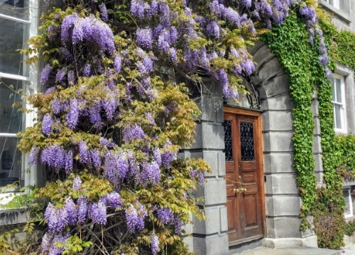 Botanical door entrance, Trinity College Dublin.